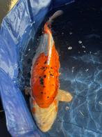 Doitsu Ochiba Japanse koi, Dieren en Toebehoren, Karper of Koi