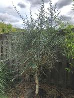 Olijfboom, Tuin en Terras, Planten | Bomen, Bloeit niet, 100 tot 250 cm, Olijfboom, Ophalen