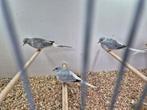 Mooie koppels diamantduiven (broeds), Meerdere dieren, Tropenvogel, Geringd