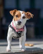 Huisdieren oppas/service, Dieren en Toebehoren, Ophalen, Nieuw
