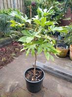 Fatsia Japonica 1 meter, Halfschaduw, Vaste plant, Herfst, Overige soorten