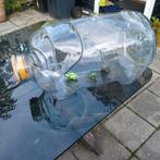 Glazen Big - Terrarium / Bloemenvaas, Ophalen, Overige kleuren, Minder dan 50 cm, Glas