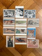 Roofdieren - Bernard Willem Wierink - set 12 kaarten - A6, Olphy, Info@olphy.nl, Verzenden, Nieuw