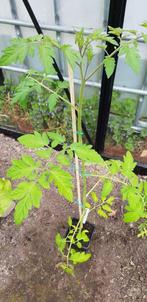 Kerstomaat Trixi - bio, Tuin en Terras, Planten | Tuinplanten, Ophalen, Volle zon, Groenteplanten, Eenjarig
