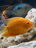 Heros efasciatus serverum spotted gold, Dieren en Toebehoren, Vis