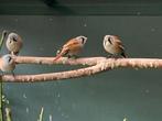 Baardmannen, Dieren en Toebehoren, Vogels | Overige Vogels, Meerdere dieren, Geringd