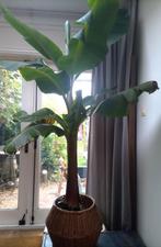 BANANENBOOM bananenplant Musa Bajoo < 2 meter, winterhard, Huis en Inrichting, Kamerplanten, Ophalen