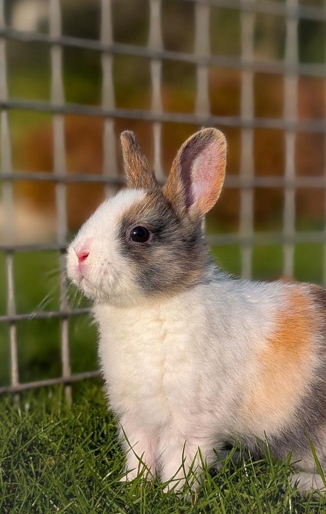 Schattige jonge dwerg konijntjes mogen het nestje verlaten, Dieren en Toebehoren, Konijnen, Dwerg, Meerdere dieren, 0 tot 2 jaar
