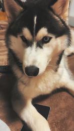 Lieve, energieke Siberische Husky (reu, 7 maanden), Dieren en Toebehoren, 15 weken tot 1 jaar, Reu, Poolhond, Parvo