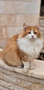 Prachtige garfield, Dieren en Toebehoren, Katten en Kittens | Raskatten | Langhaar, Kater, Gechipt