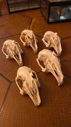 Konijnen schedels, Ophalen of Verzenden, Zo goed als nieuw, Schedel
