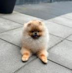 Reutje Pomeranian Pomeriaan bearface 8 maanden oud, Dieren en Toebehoren, Honden | Poolhonden, Keeshonden en Oertypen, 15 weken tot 1 jaar