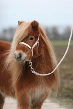 Prachtige Shetlander 1ste premie merrie, Dieren en Toebehoren, Merrie, A pony (tot 1.17m), Gechipt, 11 jaar of ouder