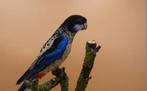 Brown rosella pop gezocht, Dieren en Toebehoren, Vogels | Overige Vogels, Vrouwelijk
