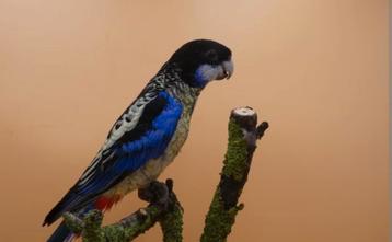 Brown rosella pop gezocht beschikbaar voor biedingen