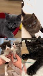 Chocolate Britse korthaar x Ragdoll kittens te koop, Meerdere dieren, Gechipt, 0 tot 2 jaar