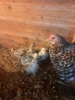 Te koop sabel pootkriel met kuikens, Dieren en Toebehoren, Meerdere dieren, Kip