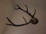 Gewei edelhert, Ophalen, Zo goed als nieuw, Hert, Gewei of Kop