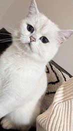 Britse korthaar - Kater, Dieren en Toebehoren, Katten en Kittens | Dekkaters