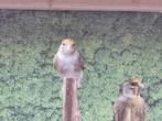 Putter bastaard poppen, Vrouwelijk, Wildzangvogel, Geringd