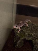 Luipaard gecko, Dieren en Toebehoren