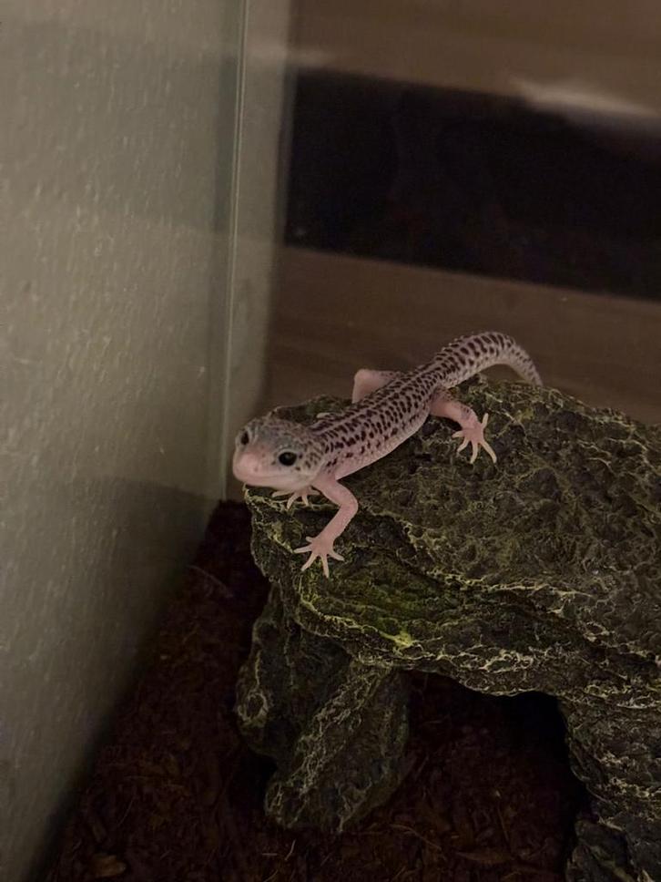 Luipaard gecko