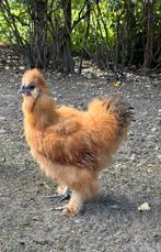 Zijdehoen USA haan, Dieren en Toebehoren, Pluimvee, Mannelijk, Kip