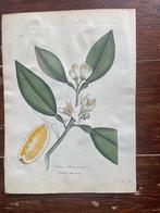 gravure Citrus Aurantium 1809, Ophalen of Verzenden