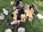 Zijdehoen kriel hen kuikens, Dieren en Toebehoren, Pluimvee, Vrouwelijk, Kip