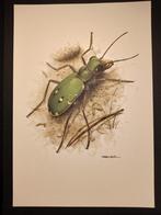 Groene zandloopkever, Verzenden, 1980 tot heden, Zo goed als nieuw, Dier