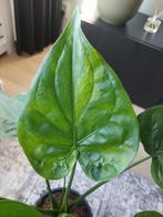 Alocasia cucullata variegata, Huis en Inrichting, Kamerplanten, Ophalen of Verzenden