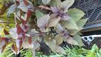 Euphatorium chocolade, Vaste plant, Halfschaduw, Zomer, Ophalen
