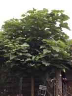 Bol Catalpa boom, 250 tot 400 cm, Bolboom, Ophalen