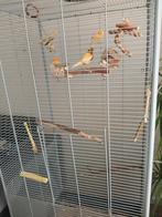 Vogels, Dieren en Toebehoren, Vogels | Kanaries, Meerdere dieren, Zangkanarie