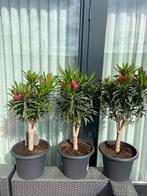 4 prachtige oleanders op zeer dikke grillige stammen in pot!, Tuin en Terras, Planten | Tuinplanten, Zomer, Vaste plant, Overige soorten