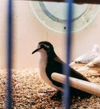 Tamboerijnduif doffer, Dieren en Toebehoren, Vogels | Overige Vogels, Mannelijk, Geringd