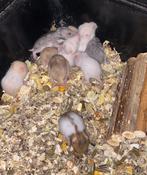 Handtamme jonge goudhamsters te koop, Dieren en Toebehoren, Knaagdieren, Hamster, Augustus, Meerdere dieren, Tam