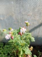 Verschillende vaste planten, Tuin en Terras, Planten | Tuinplanten, Volle zon, Vaste plant, Siergrassen, Ophalen of Verzenden