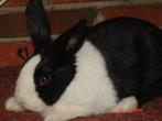 Te Koop jonge hollander konijnen, Dieren en Toebehoren, Konijnen, Meerdere dieren, Klein, 0 tot 2 jaar
