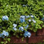 Mannentrouw oftewel Plumbago gezocht, Ophalen of Verzenden, Zomer, Volle zon