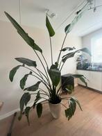Strelitzia kamerplant, Huis en Inrichting, Kamerplanten, Ophalen, Halfschaduw, 200 cm of meer