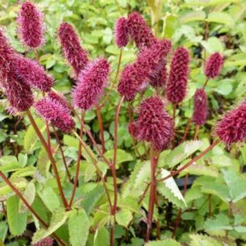 Zaden Sanguisorba menziesii beschikbaar voor biedingen