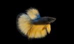 Betta man - Blue mustard super delta - Koidream Valburg, Dieren en Toebehoren, Vissen | Aquariumvissen, Zoetwatervis, Vis