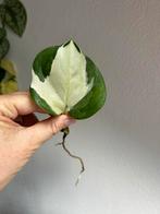 Epipremnum manjula, gewortelde stek, Huis en Inrichting, Kamerplanten, Ophalen of Verzenden, Halfschaduw, Minder dan 100 cm