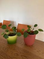 Pannenkoekenplanten met pot, Ophalen, Overige soorten, Minder dan 100 cm
