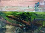 Gratis black mollys, Dieren en Toebehoren, Vissen | Aquaria en Toebehoren, Ophalen