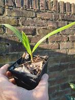 Zeldzame Trachycarpus Winsan X Naggy palm, Ophalen of Verzenden, Overige soorten, Minder dan 100 cm