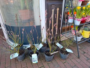 Roze Wilg (Salix Mount Aso) beschikbaar voor biedingen