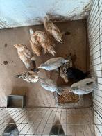 sabelpoot kriel en hollandse kriel kuikens, Dieren en Toebehoren, Pluimvee, Mannelijk, Kip