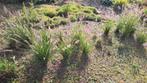 Vaste Planten Siergrassen en Fruitbomen, Tuin en Terras, Planten | Tuinplanten, Ophalen, Siergrassen, Halfschaduw